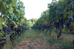 Kuća za odmor Ratac**** Apartman 1 – 2xA5 foto 4