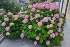 Apartmani Rosi Apartman 1 – SMOKVA foto 5