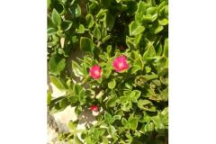 Apartmani Colić Apartman 3 – Veliki foto 1