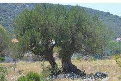 Apartmani Neli Apartman 3 – Apartman 4 foto 3