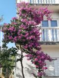 Apartmani Lana Pirovac Apartman 2: (4+0) – A2 foto 5