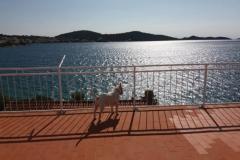 Apartmani Bebe Apartman 1 – terasa foto 2