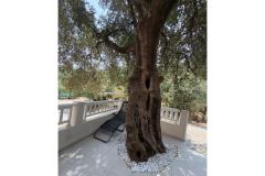 Old Fisherman*s Kuća with balcony  Apartman 2: (2+0) – Olive tree foto 2