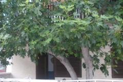 Apartmani  Smokva   Soba 3: (2+0) – Maslina foto 5
