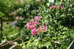 Apartmani Brajković Apartman 2 – Apartman 4 foto 1