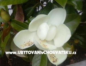 Apartmani Magnolija