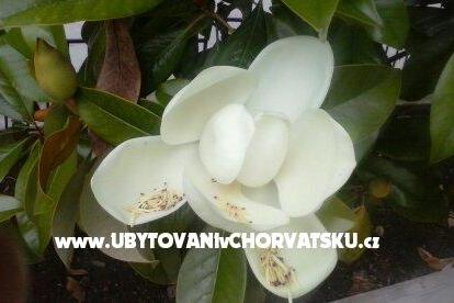 Apartmani Magnolija Biograd Hrvatska