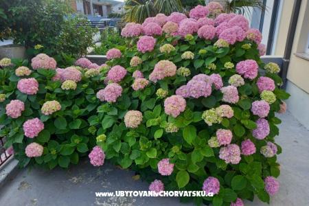 Apartmani Rosi foto 3