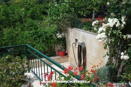 Apartmani Ivana  foto 4