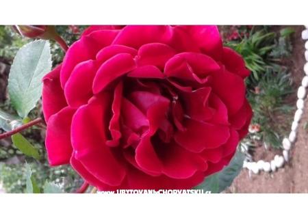 Kuća Gardenia foto 2
