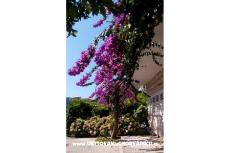 Apartmani Jele foto 2