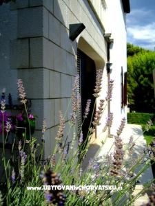 Apartman Mimice foto 2