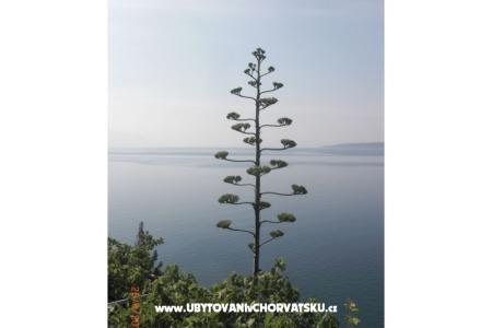 Apartmani Culjak  Omiš Marušići foto 3