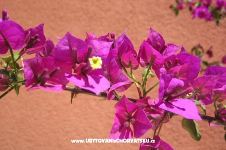 Apartmani Kovacika foto 4