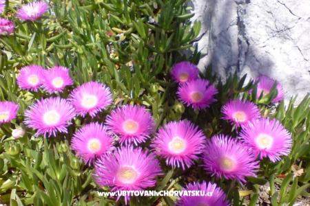 Marea Apartmani Mandre foto 4