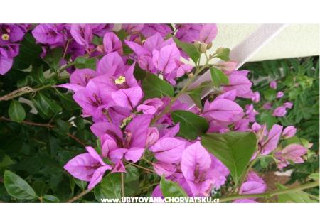 Marea Apartmani Mandre foto 5