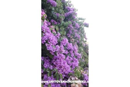 Apartmani Danica foto 4