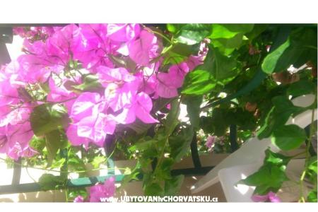 Apartmani Antonela foto 2