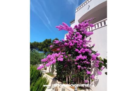 Apartmani Pinea Sol foto 3