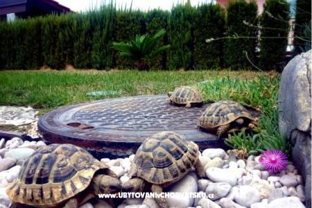 Apartman Dujmovic foto 5