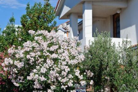 Apartmani Ruža foto 2