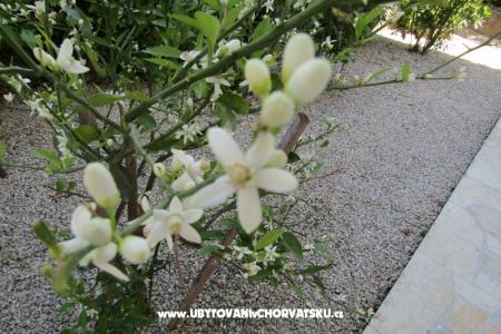 Apartmani Kokor foto 5