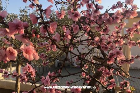 Kiwi Kuća foto 4