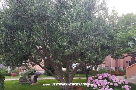 Apartmani Riva foto 4
