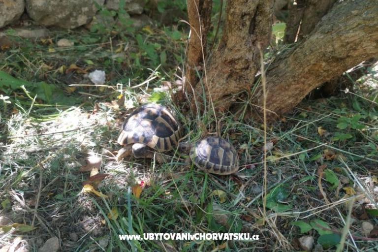 Apartmani Divić - Villa Mateo  – foto 15