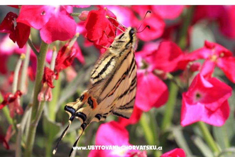 Dragan Apartmani – foto 15