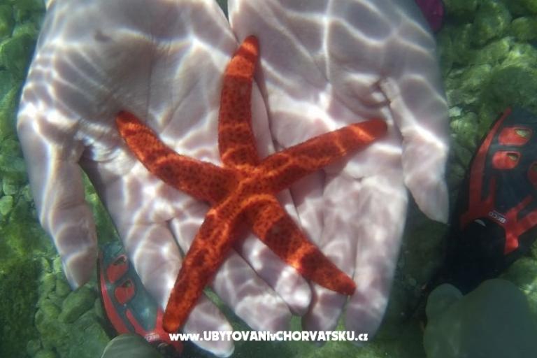 Apartmani Mario – foto 17