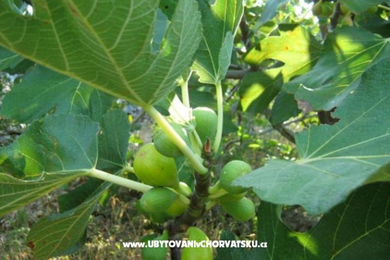 Kuća Ankica – foto 4