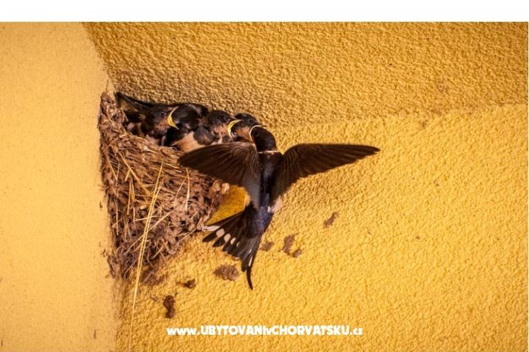 Peter´s Apartman – foto 6