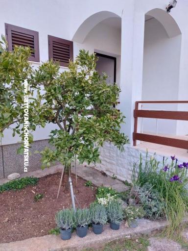 Kuća za odmor - Apartman Milka – foto 14