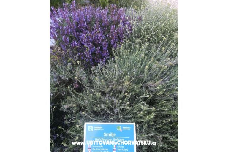 Apartmani Colić – foto 14