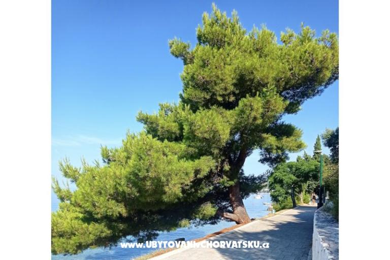 Apartmani NIKOLA – foto 11