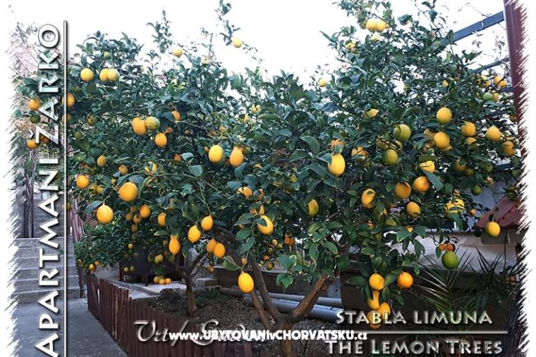 Apartmani Žarko – foto 12