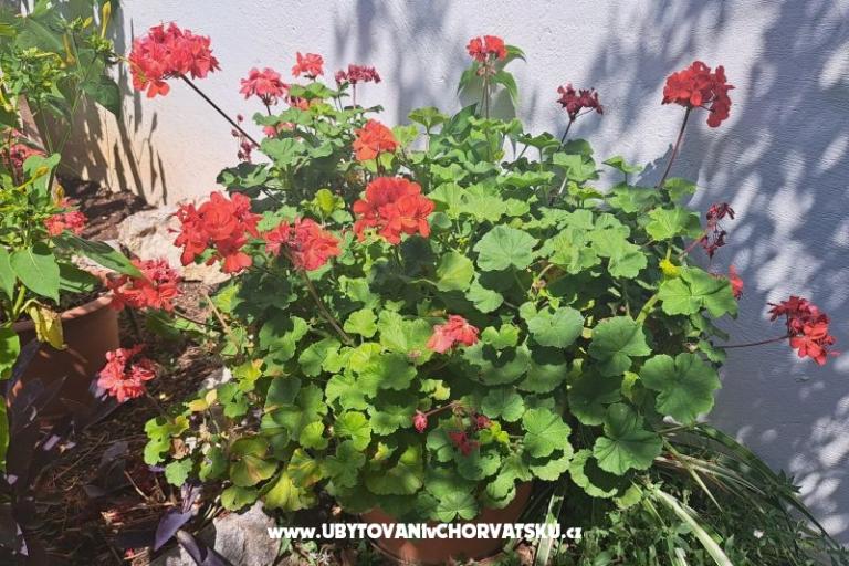 Apartmani Bogović – foto 35