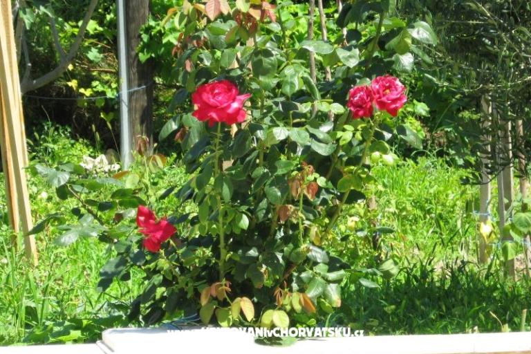 Apartmani Božana – foto 6