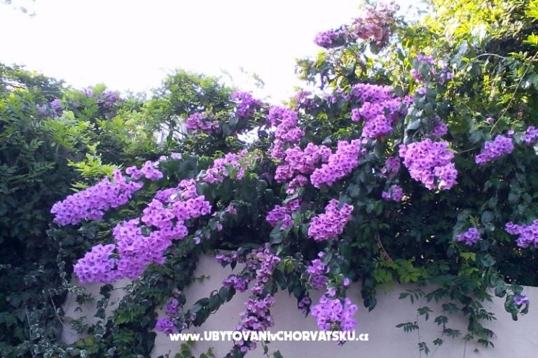 Apartmani Bugenvilla – foto 10