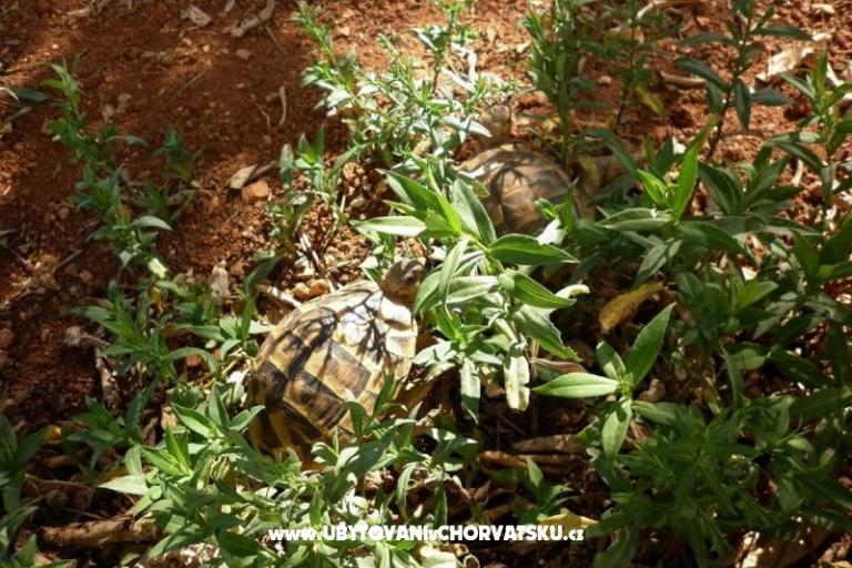 Apartmani Tonia – foto 4