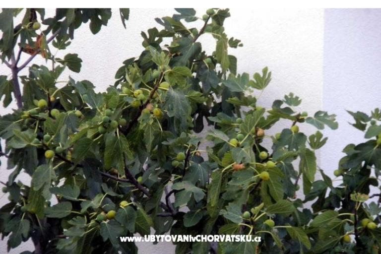 Apartmani Marasović – foto 6