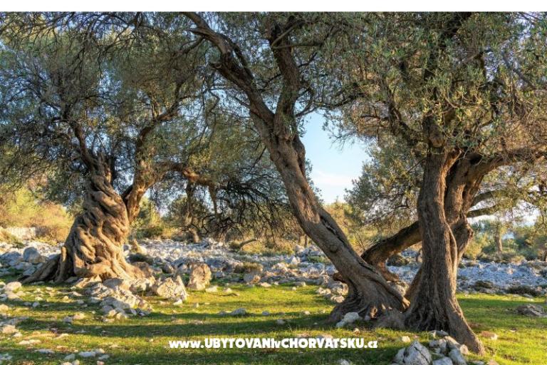 Apartmani Zeneral – foto 15