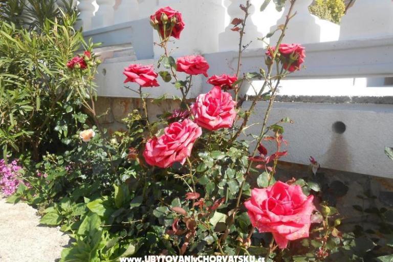 Apartmani Pavelić – foto 8