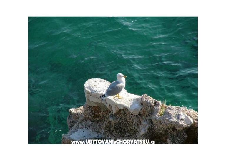 Apartmani Nena Pisak – foto 10
