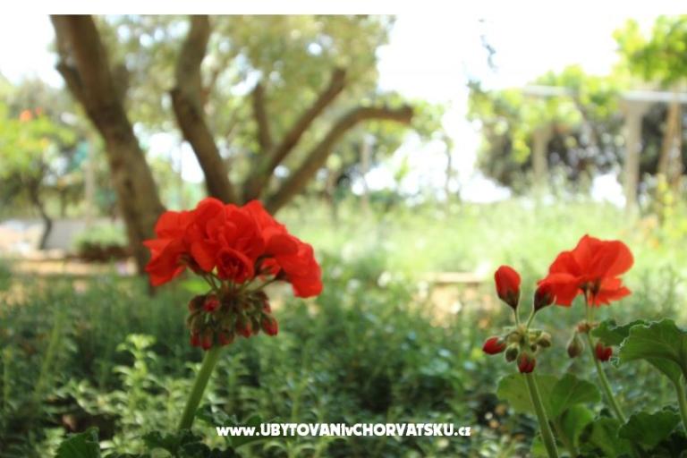 Apartmani Salvia island Pag Mandre – foto 11
