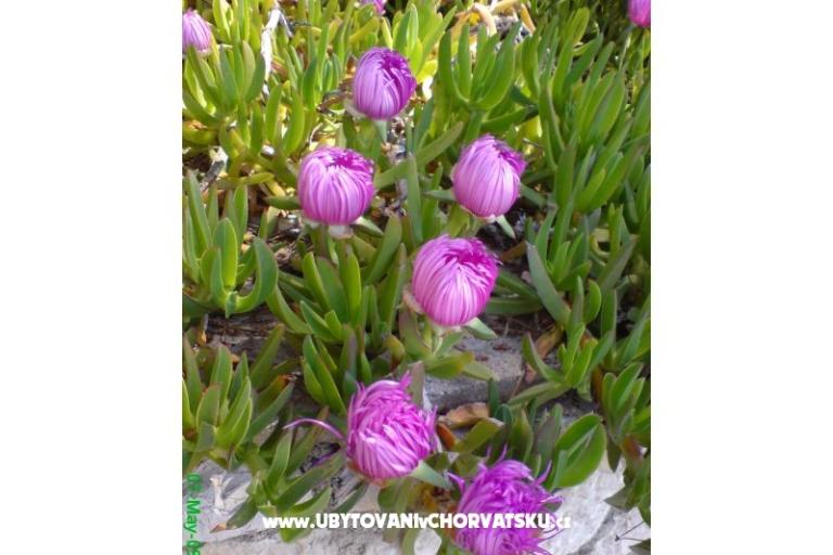 Marea Apartmani Mandre – foto 3