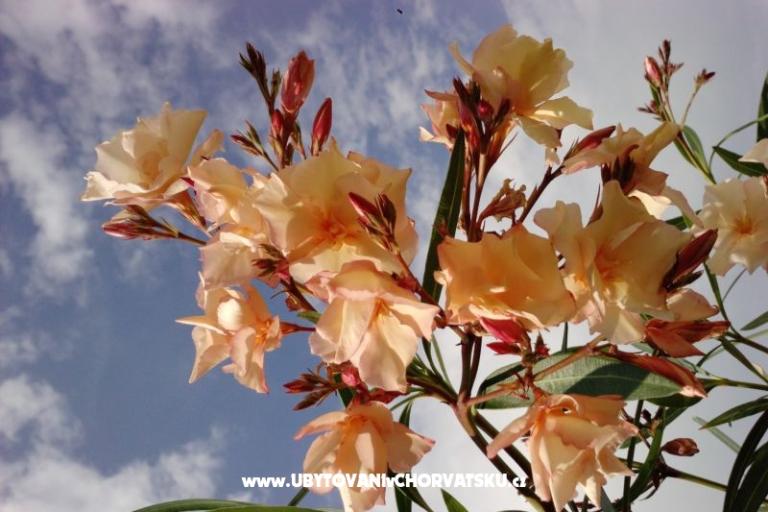 Marea Apartmani Mandre – foto 7