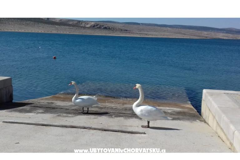Apartman Maja – foto 18