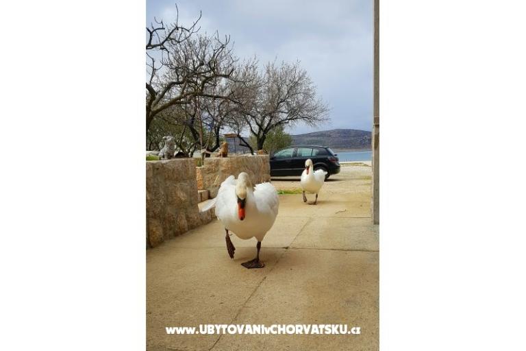 Apartmani Tomic – foto 4